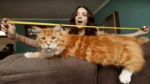 メインクーン-世界最大の猫