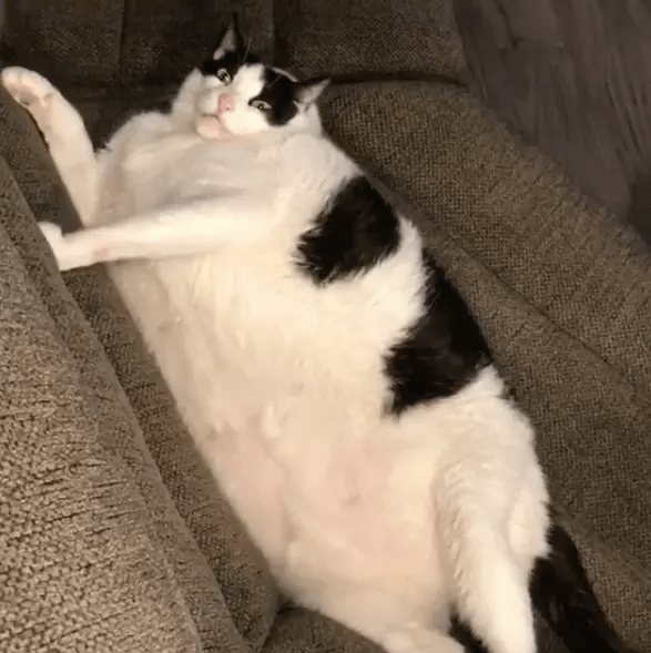 太った猫-白黒