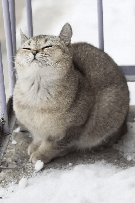 太った猫-スモーク