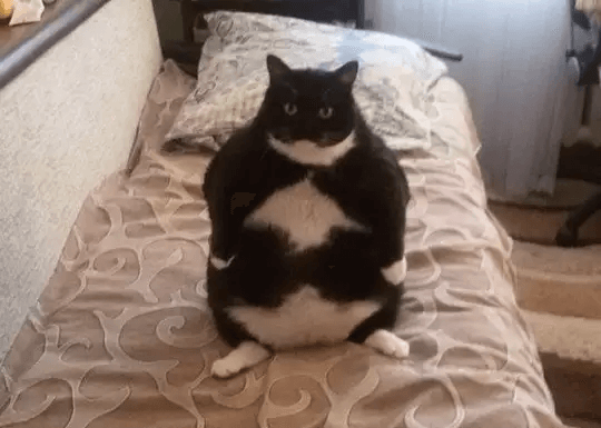 太った猫-白黒-ベッド