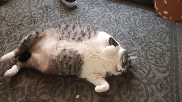 太った猫-ダラダラ