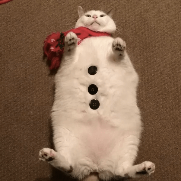 服を着たような太った猫