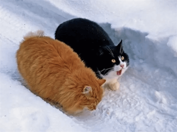 太った猫2匹