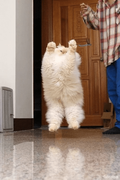 白く太った猫-万歳