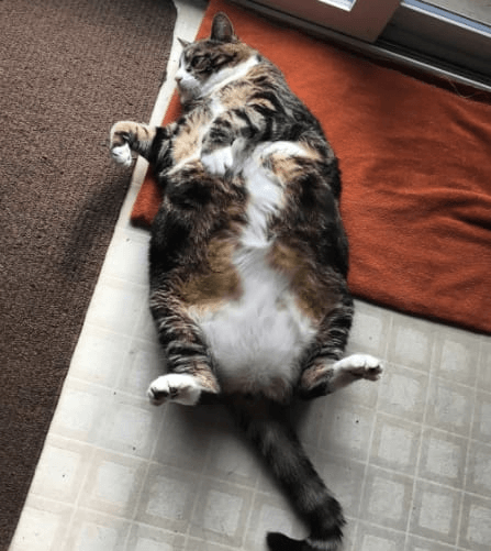 寝そべっている太った猫