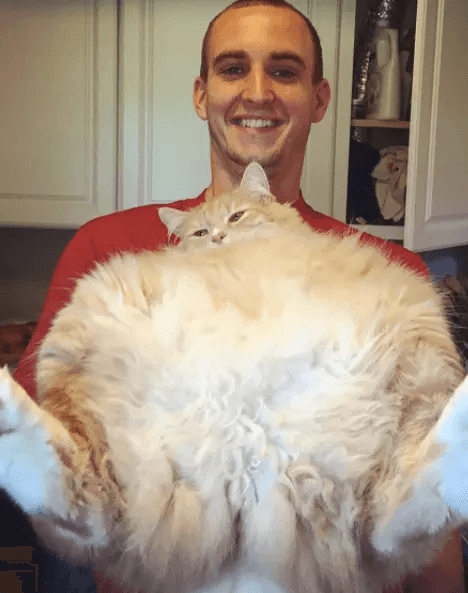 太りすぎた猫