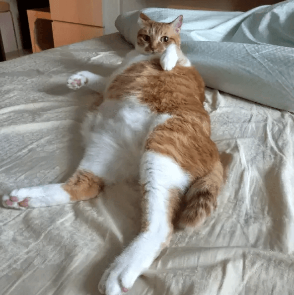 太った人間の様な猫