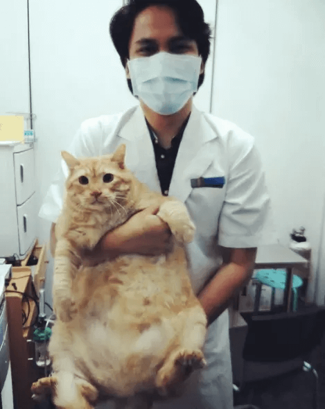猫-肥満-医者