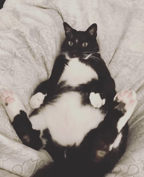 太った猫-白黒