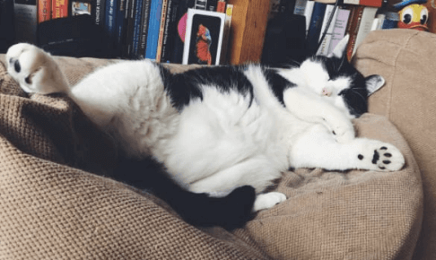 太った猫-眠り
