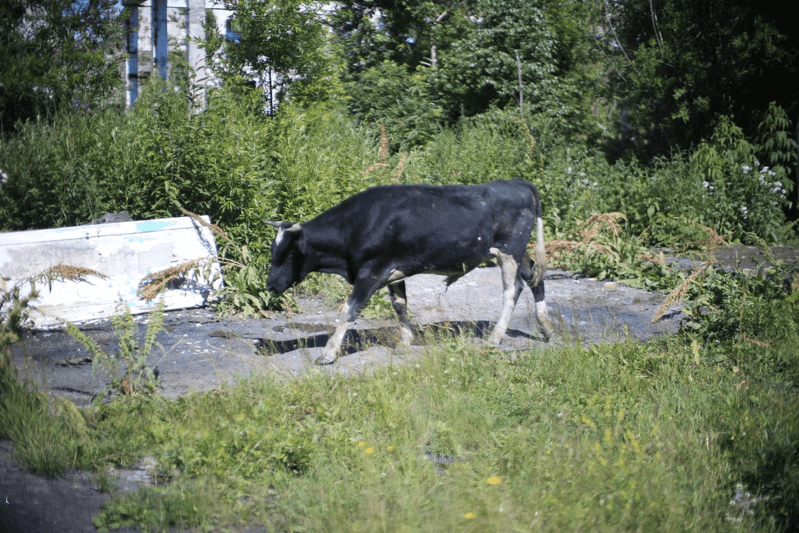 廃墟で見つけた牛