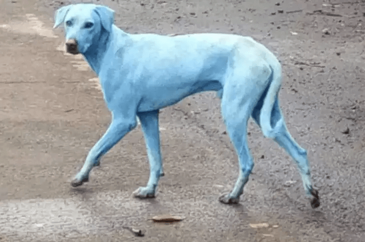 青い犬