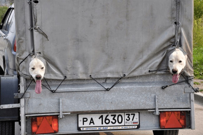 トラックの後ろから顔を出す2匹の犬
