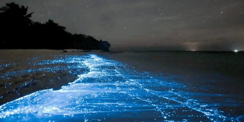 生物発光する青白い海