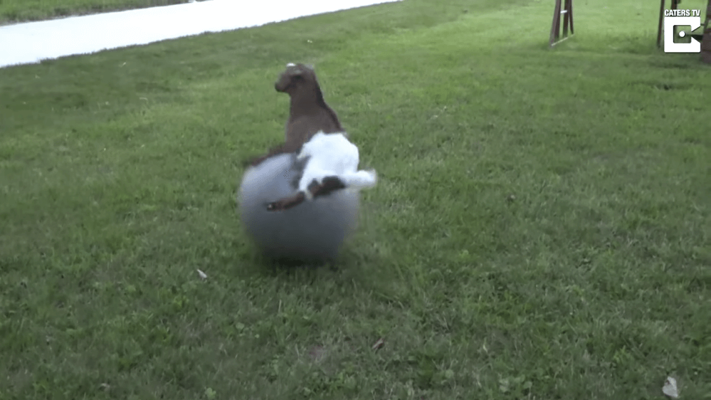 赤ちゃんヤギ-バランスボール