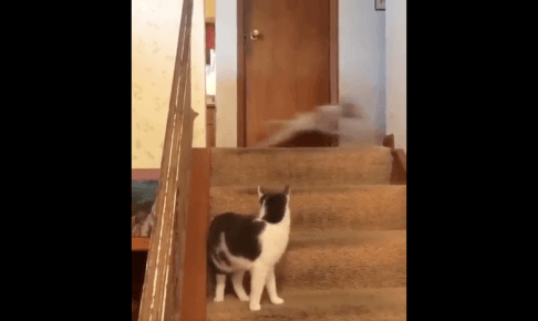 階段で喧嘩する犬と猫