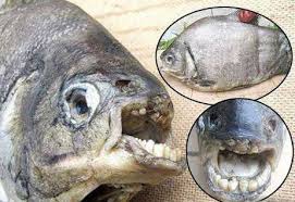 カラチャイ湖の魚
