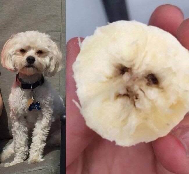 犬の顔に見えるバナナの切れ端