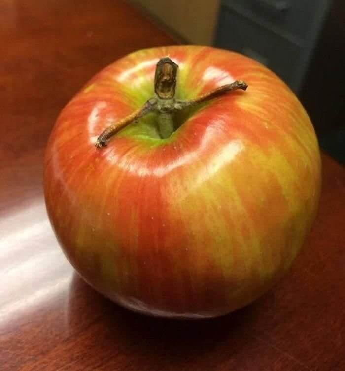 茎が人間に見えるリンゴ