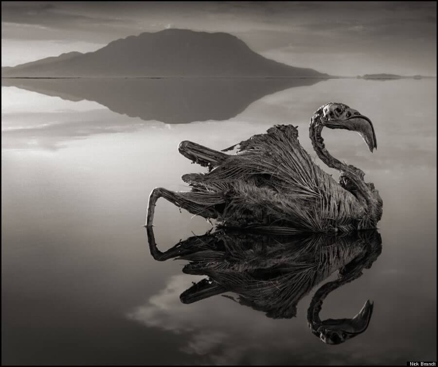 ナトロン湖の石灰化したフラミンゴ