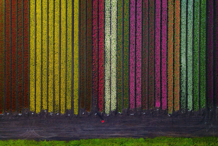 オランダの公園に咲くチューリップ畑