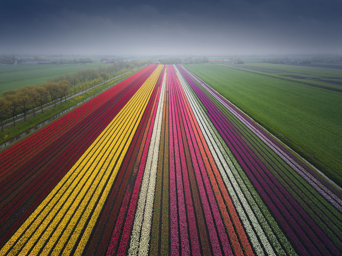 オランダの公園に咲くチューリップ畑