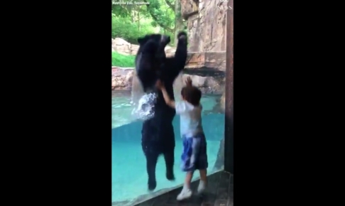 5歳の男の子と一緒にジャンプする動物園の熊