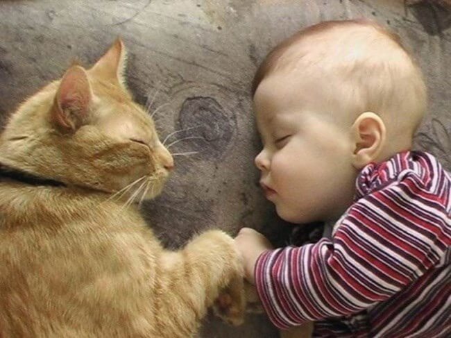 猫と子供の仲良し写真