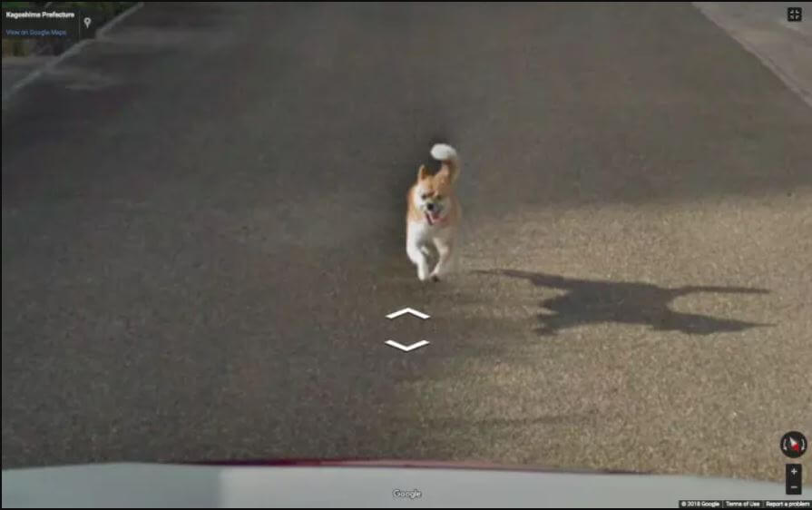Googleマップカーを追いかける柴犬