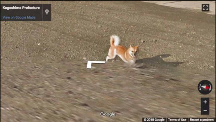 Googleマップカーを追いかける柴犬