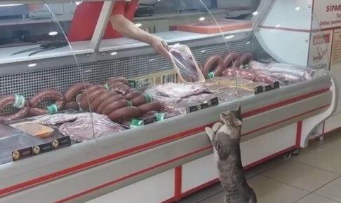 猫に肉をあげる店員