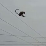 いやいや、それには及びませんよ。送電塔のお猿を助けようとした所、30メートルから見事な大ジャンプを見せつける。