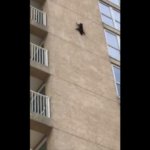 【動画】アライグマ氏。また高層ビルに登るも今度は落ちるの巻