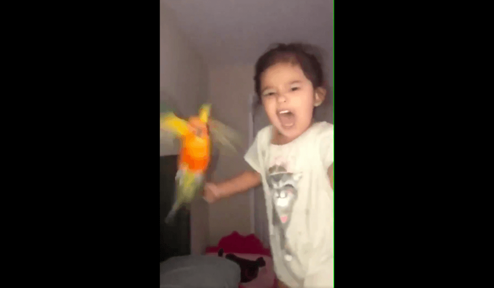 鳥を操る少女